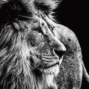 De 10 mooiste dieren glasschilderijen eliassen.nl 1