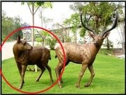 Bronze female deer - eliassen.nl