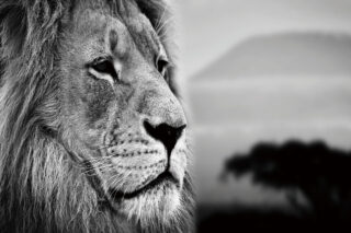 Eliassen Glasgemälde 80x120 cm. Löwenkopf