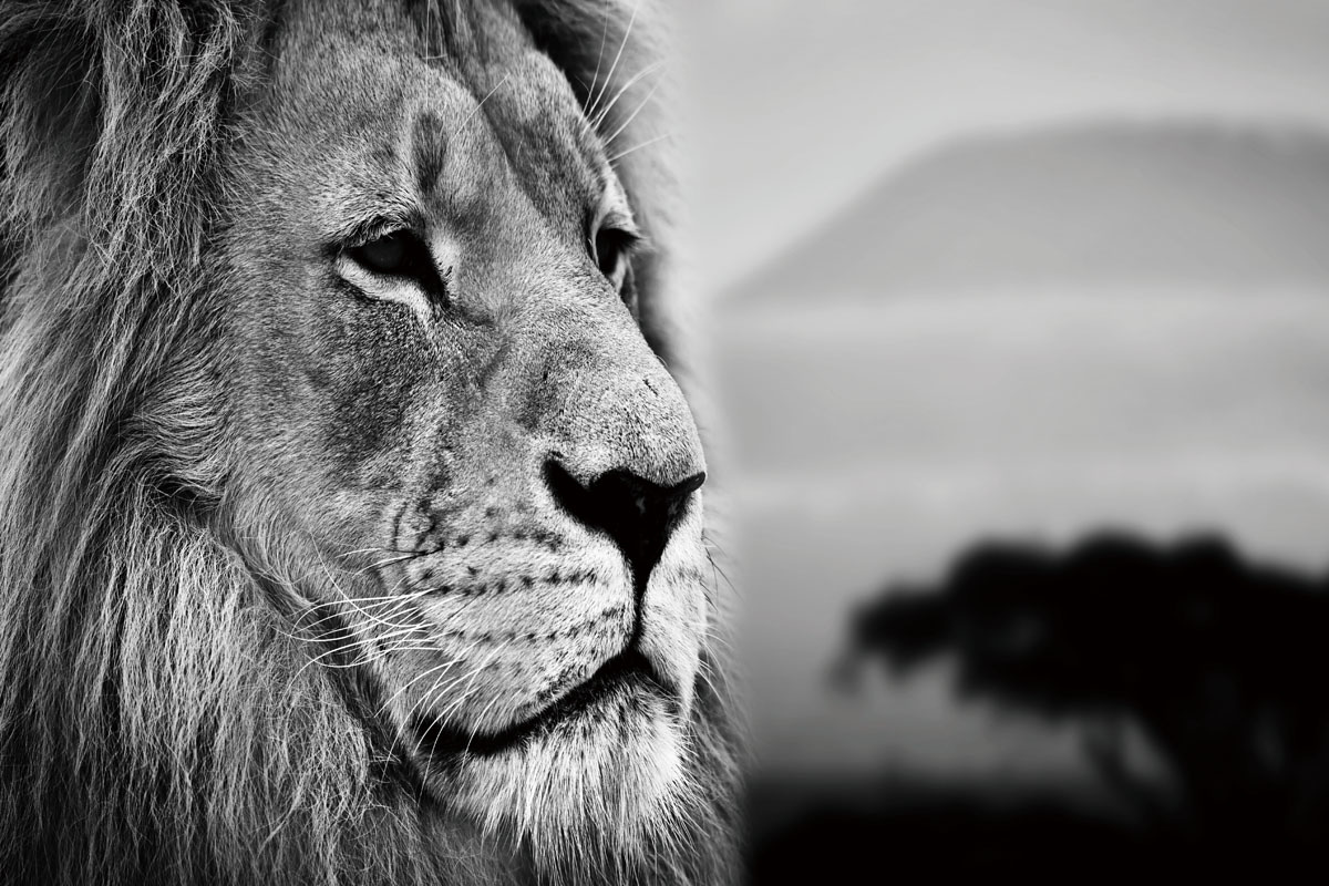 Eliassen Glasgemälde 80x120 cm. Löwenkopf