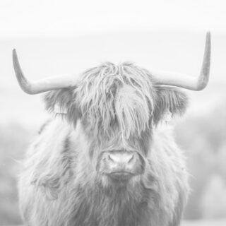 G6089293 Rahmen Glas 80x80 Buff. 89293