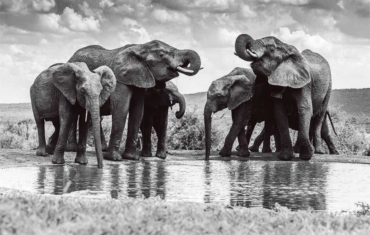 Glasschilderij drinkende olifanten - Eliassen.nl