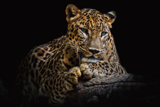 Glasmalerei Panther im Dunkeln - Eliassen.nl