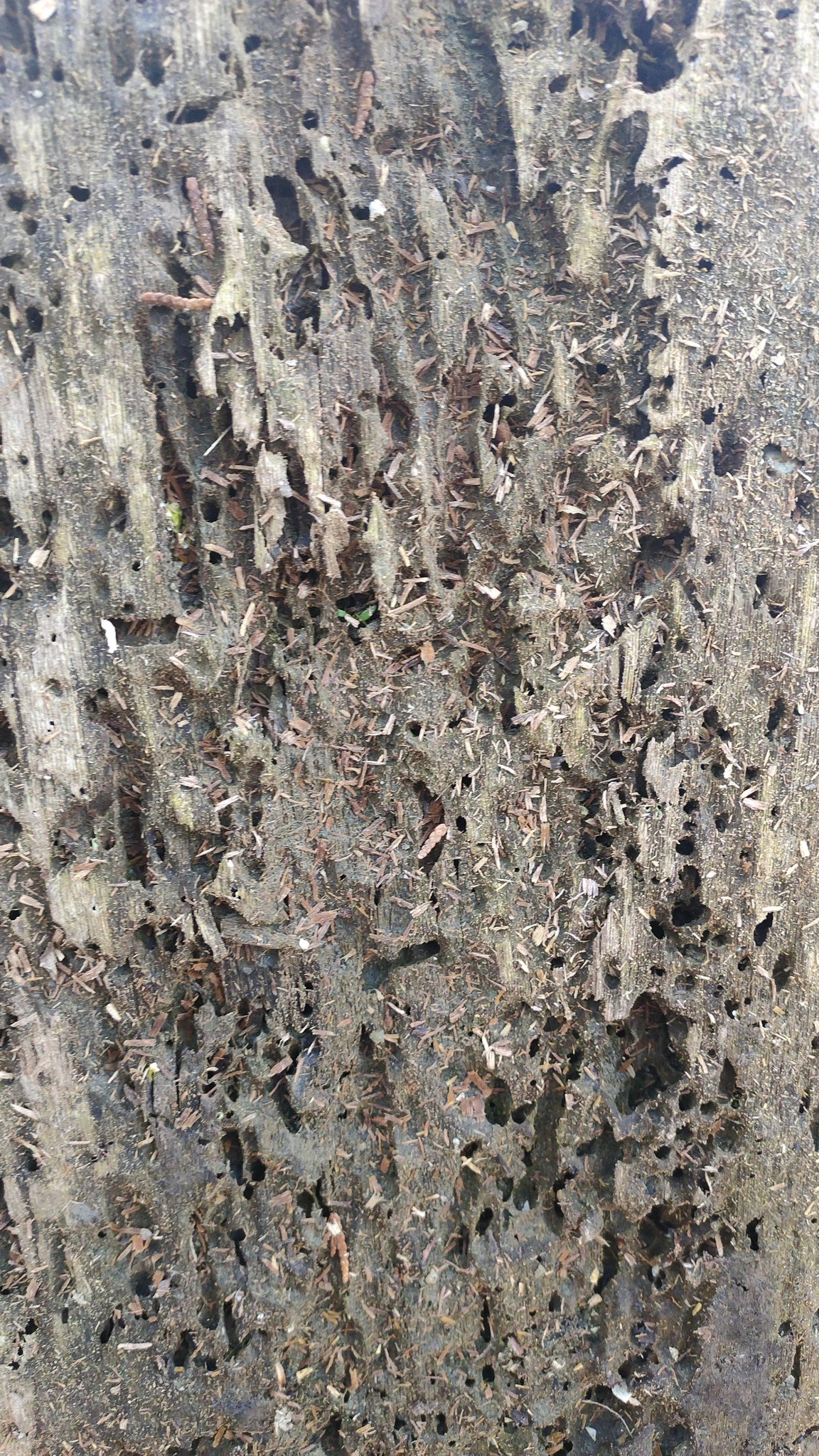 processed-c868d870-3de3-478d-9540-7876125fdc47_DZS6AP65