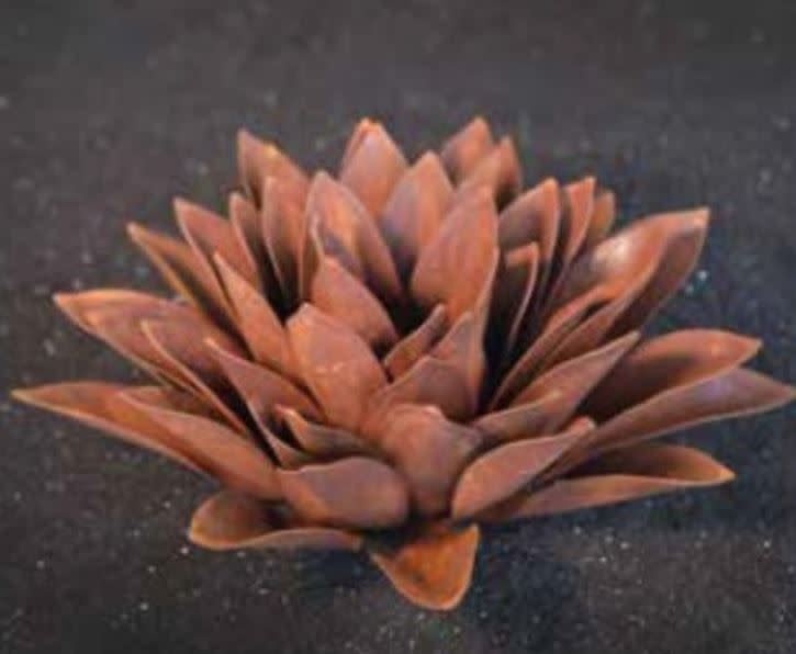 Echeveria rost 33cm Eliassen.nl 71700echf