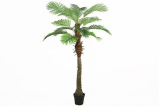 Künstliche Pflanze Areca 210cm - Eliassen.nl