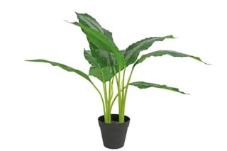 Kunstplant Dieffenbachia 60cm - Eliassen.nl