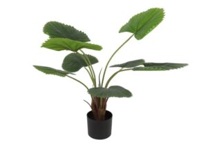 Kunstplant Livistona 85cm - Eliassen.nl