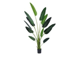 Künstliche Pflanze Strelitzia 235cm Eliassen.nl 118781