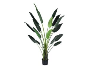 Künstliche Pflanze Strelitzia 310cm Eliassen.nl 118783