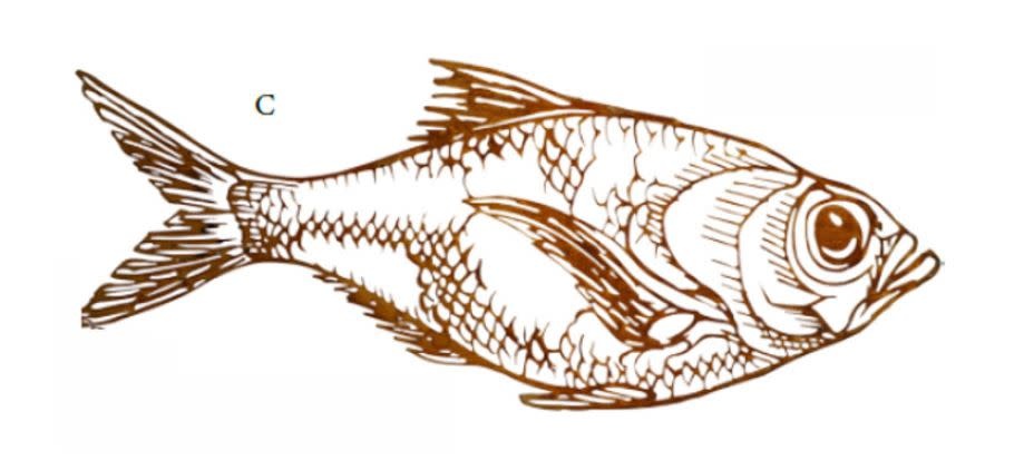 Wanddeko Fisch 65cm Rost Eliassen.nl