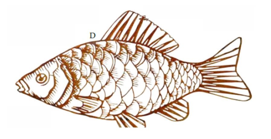 Wall deco fish 70cm rust Eliassen.nl