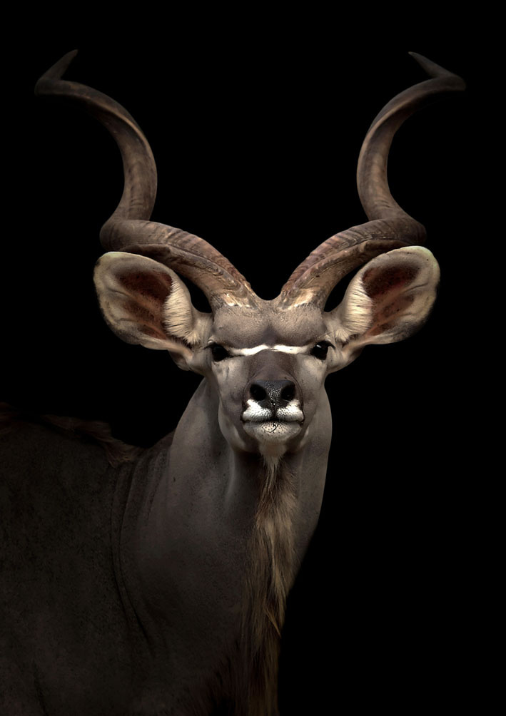 Glasschilderij Koedoe Eliassen.nl fk7114