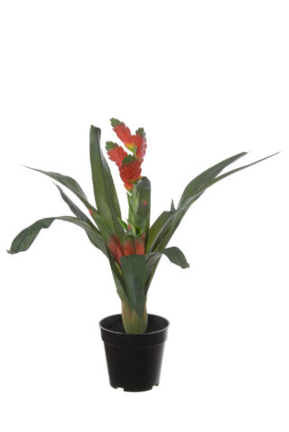 Kunstplant Aechmea 60cm rood Eliassen.nl 40804 526