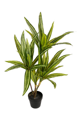 Artificial plant Draceana 80cm green-white Eliassen.nl 17276 080