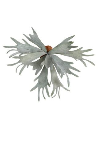 Künstlicher Hirschhorn 32cm Eliassen.nl 83334 000