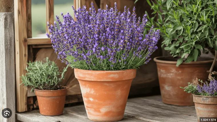 Kunstpflanze Lavendel Super Large im Topf lila 69cm