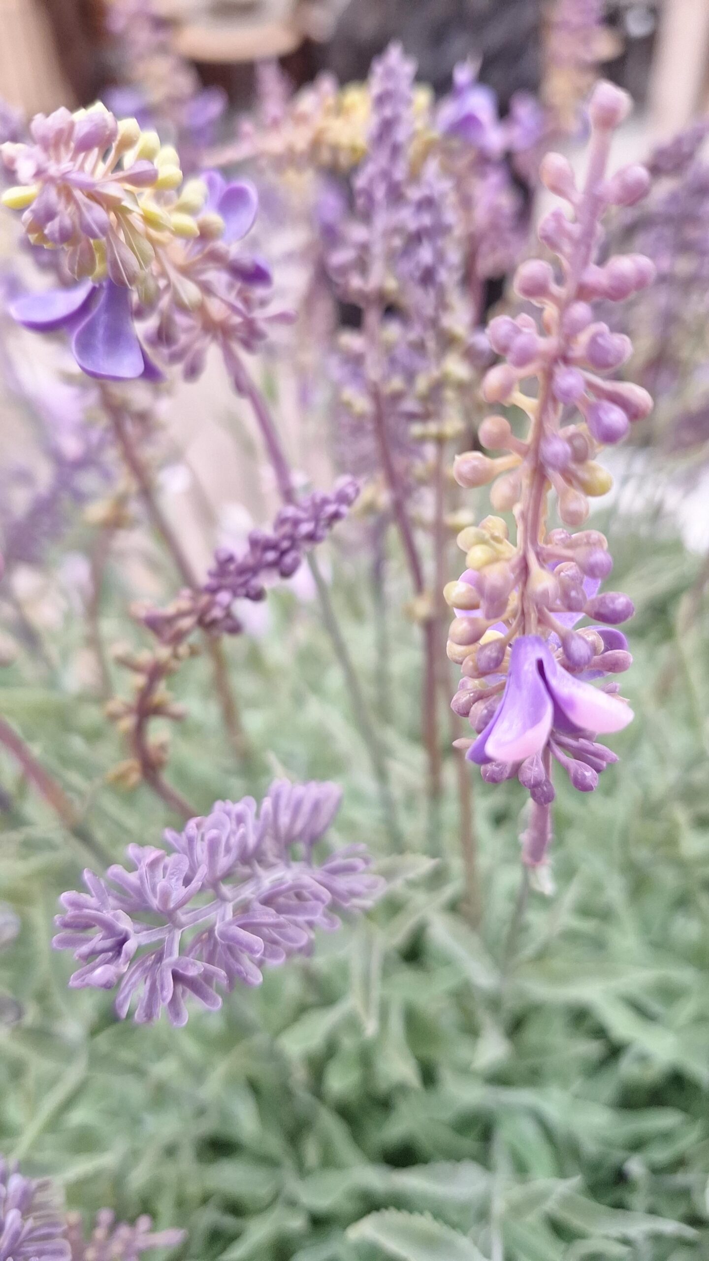 Kunstpflanze Lavendel Super Large im Topf lila 69cm