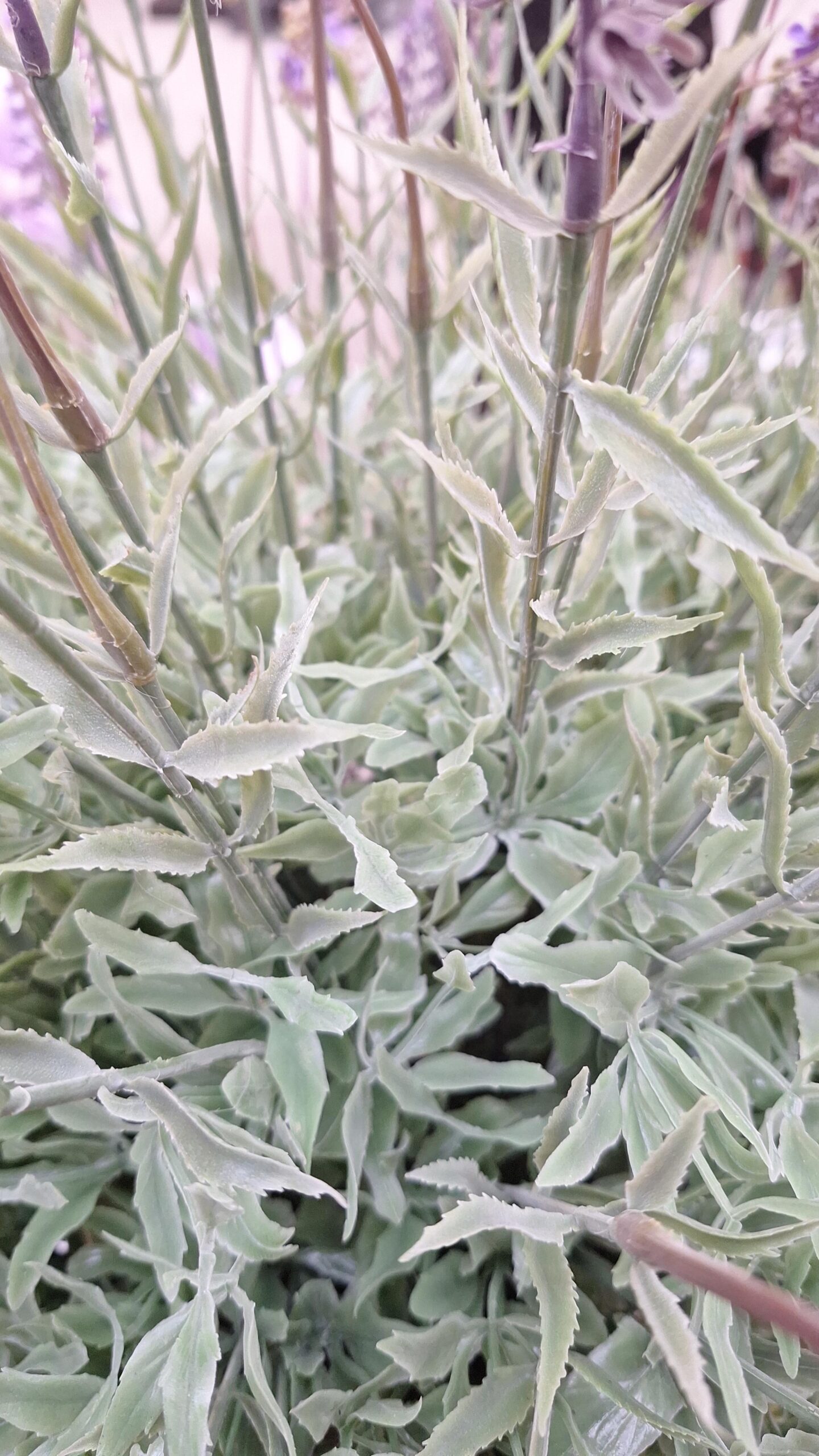 Kunstpflanze Lavendel Super Large im Topf lila 69cm