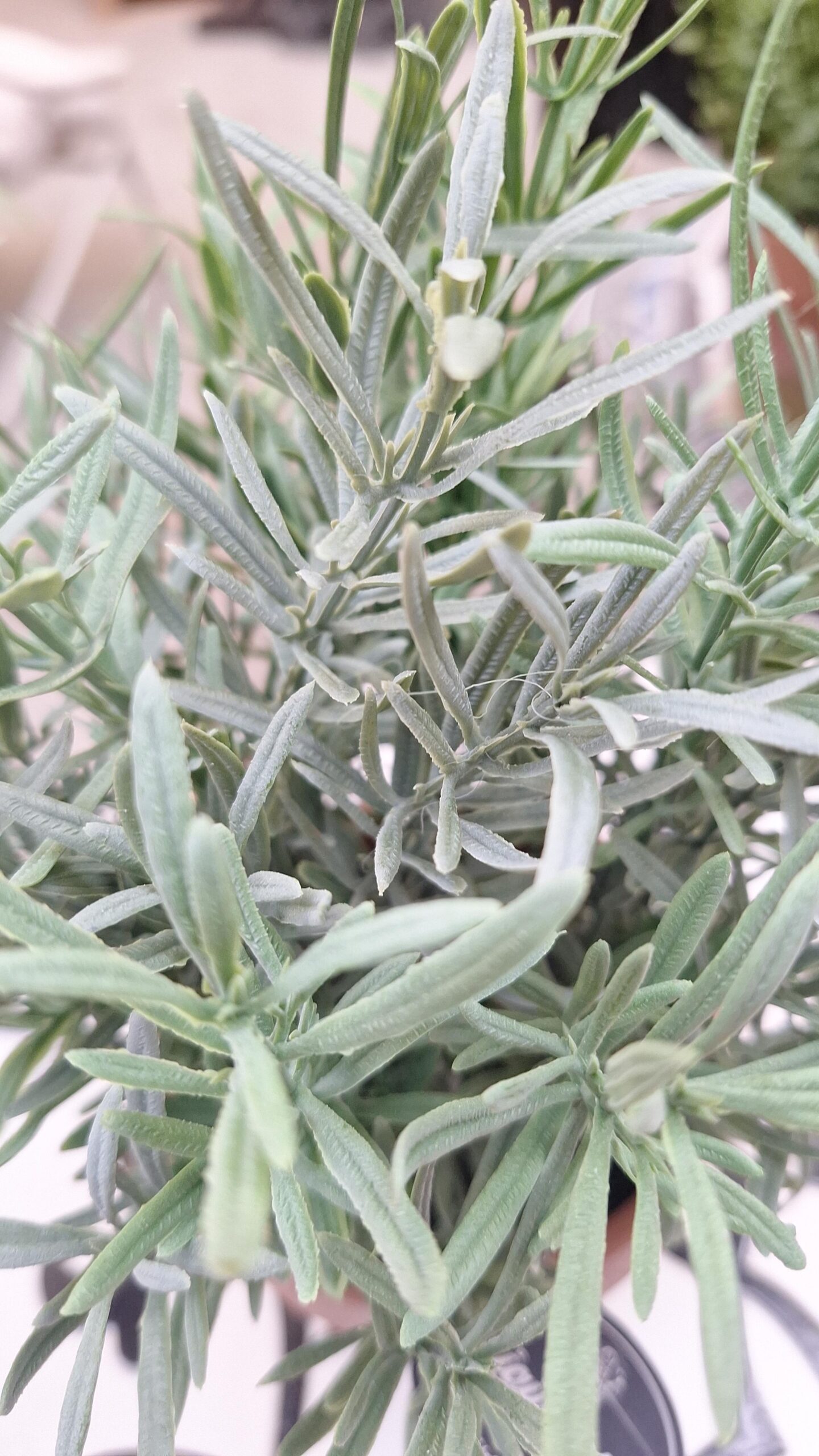 Kunstplant Rozemarijn grijs in pot 29cm