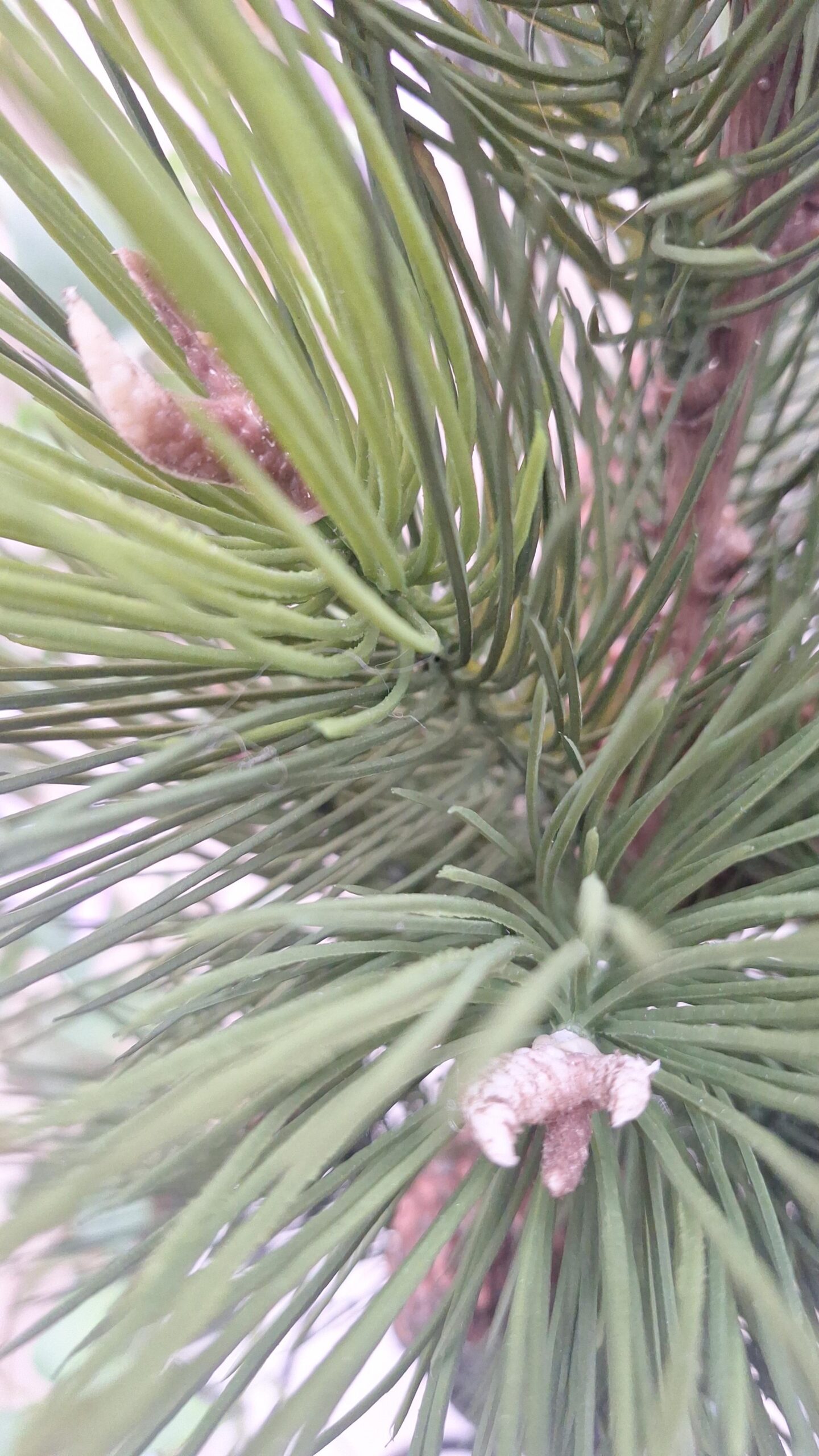 Kunstplant Pinus sier conifeer 68cm