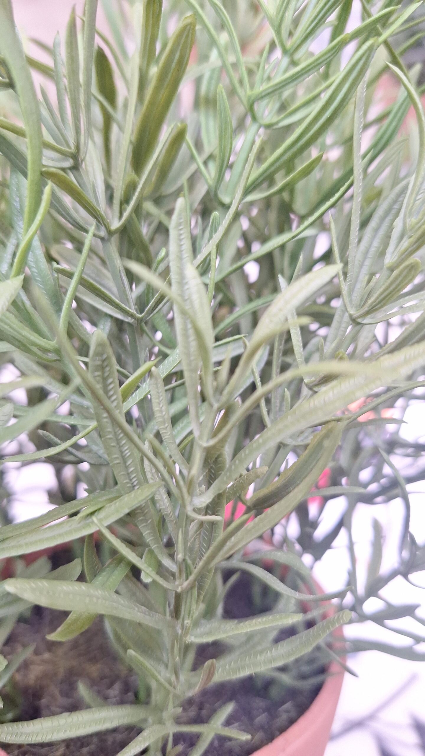 Kunstplant Rozemarijn groen in pot 29cm