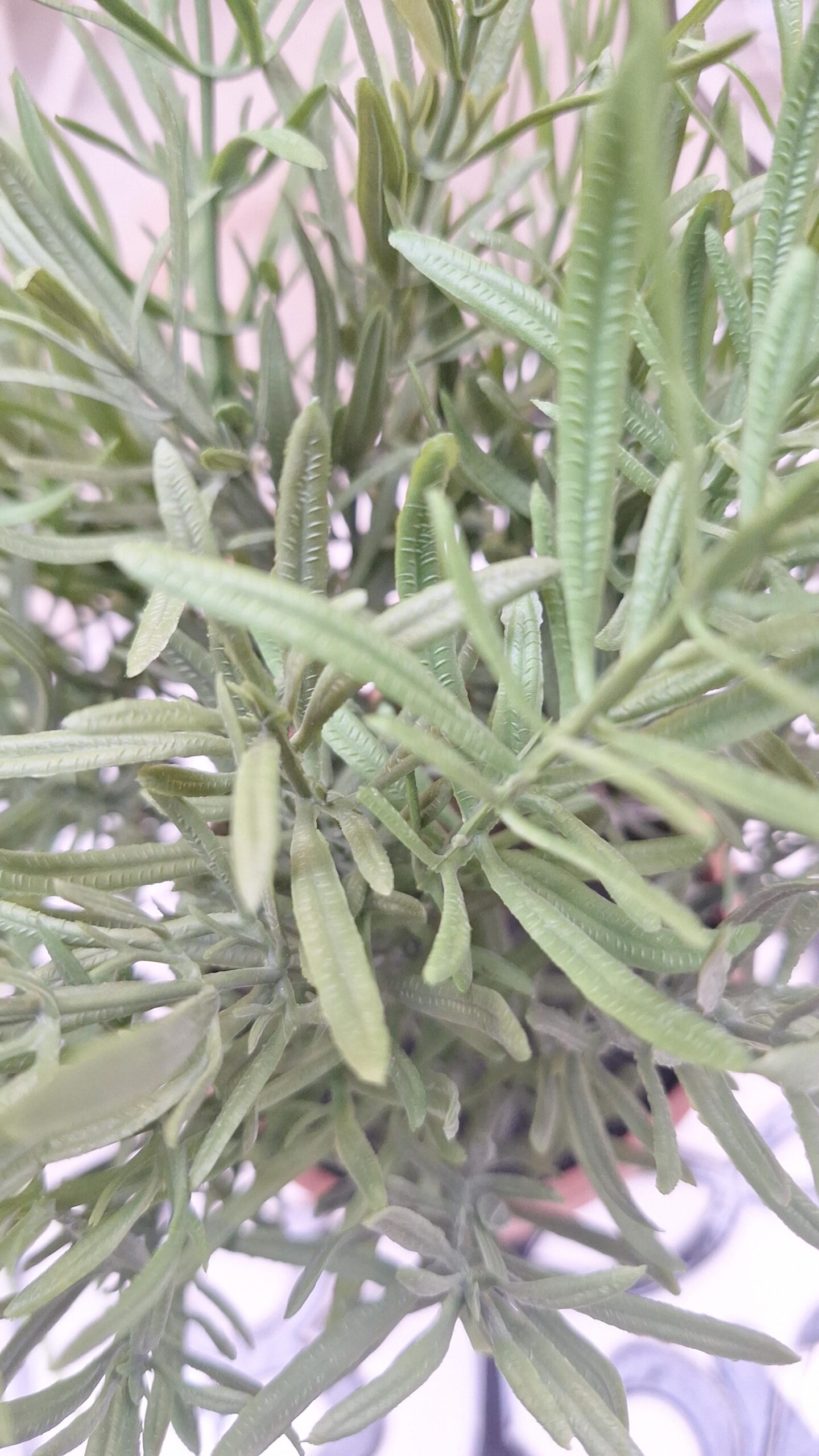 Kunstplant Rozemarijn groen in pot 29cm