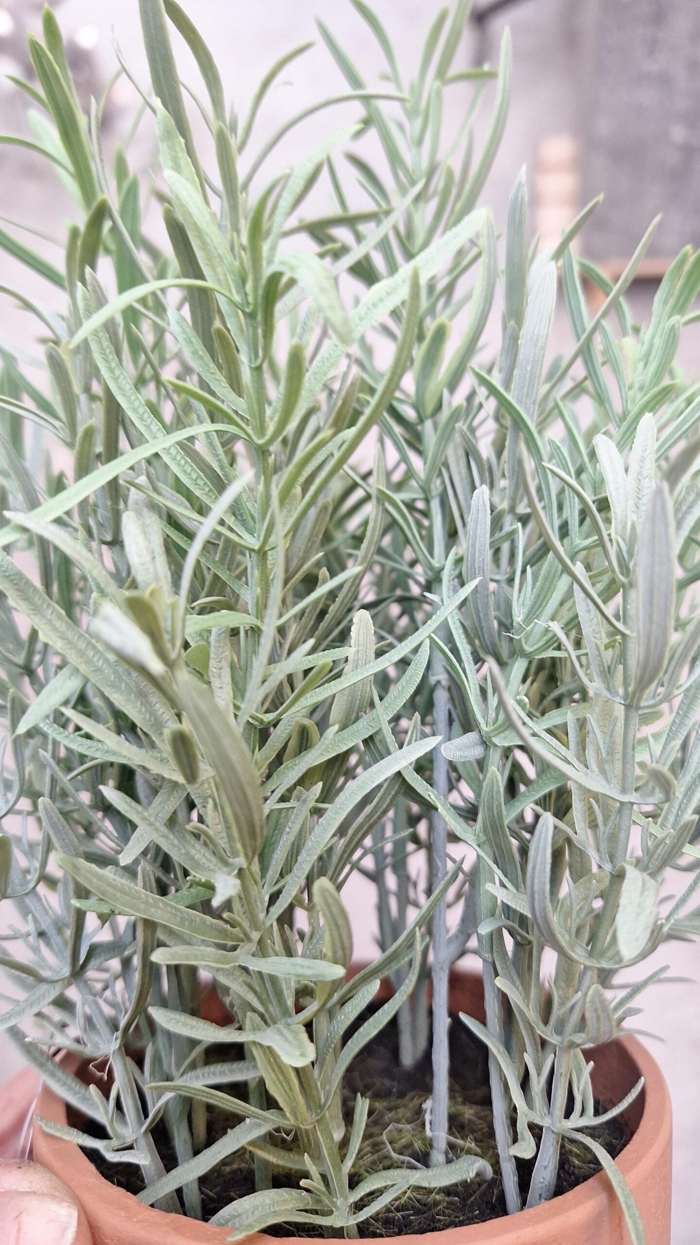 Kunstplant Rozemarijn grijs in pot 29cm