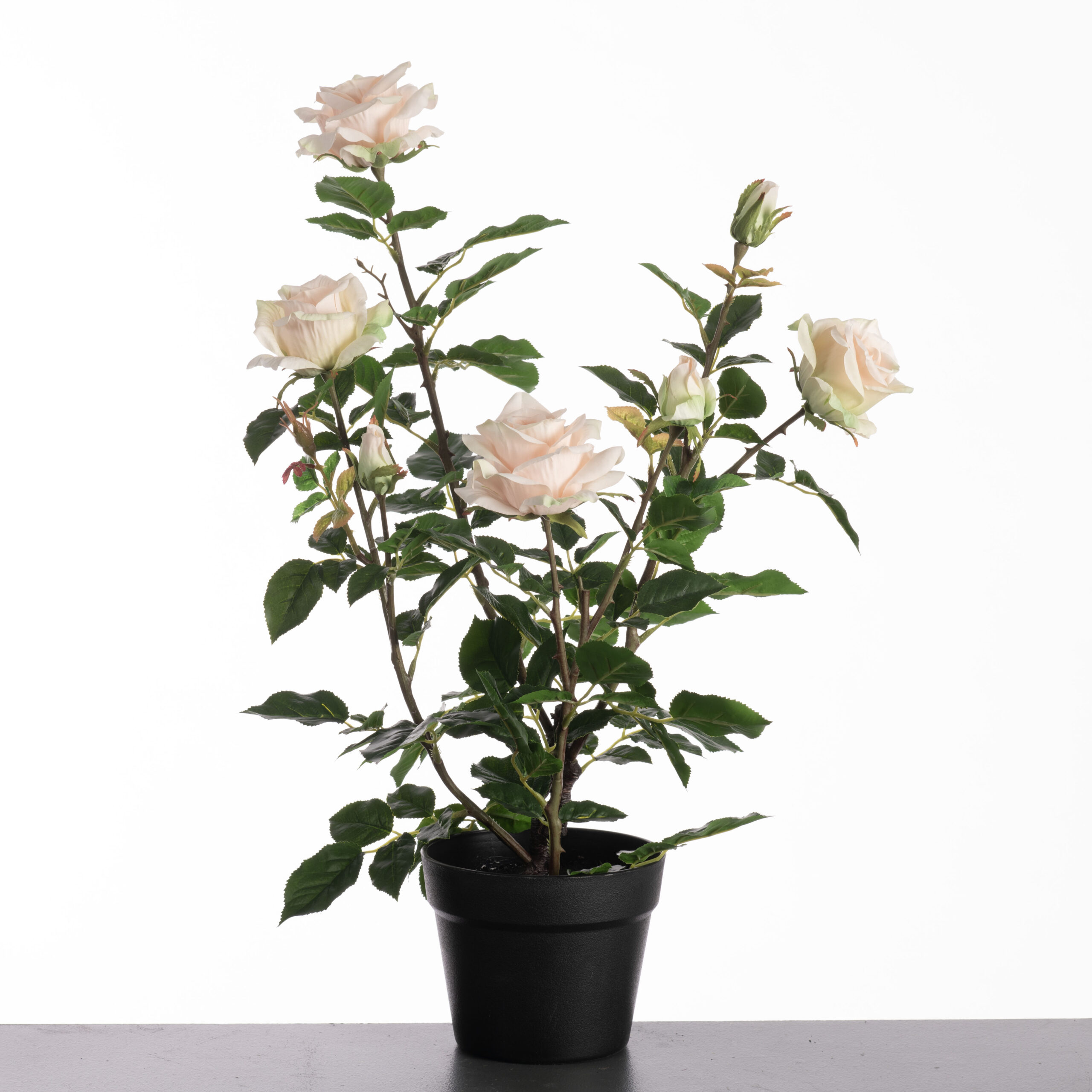 Tea rose super white-pink 64cm