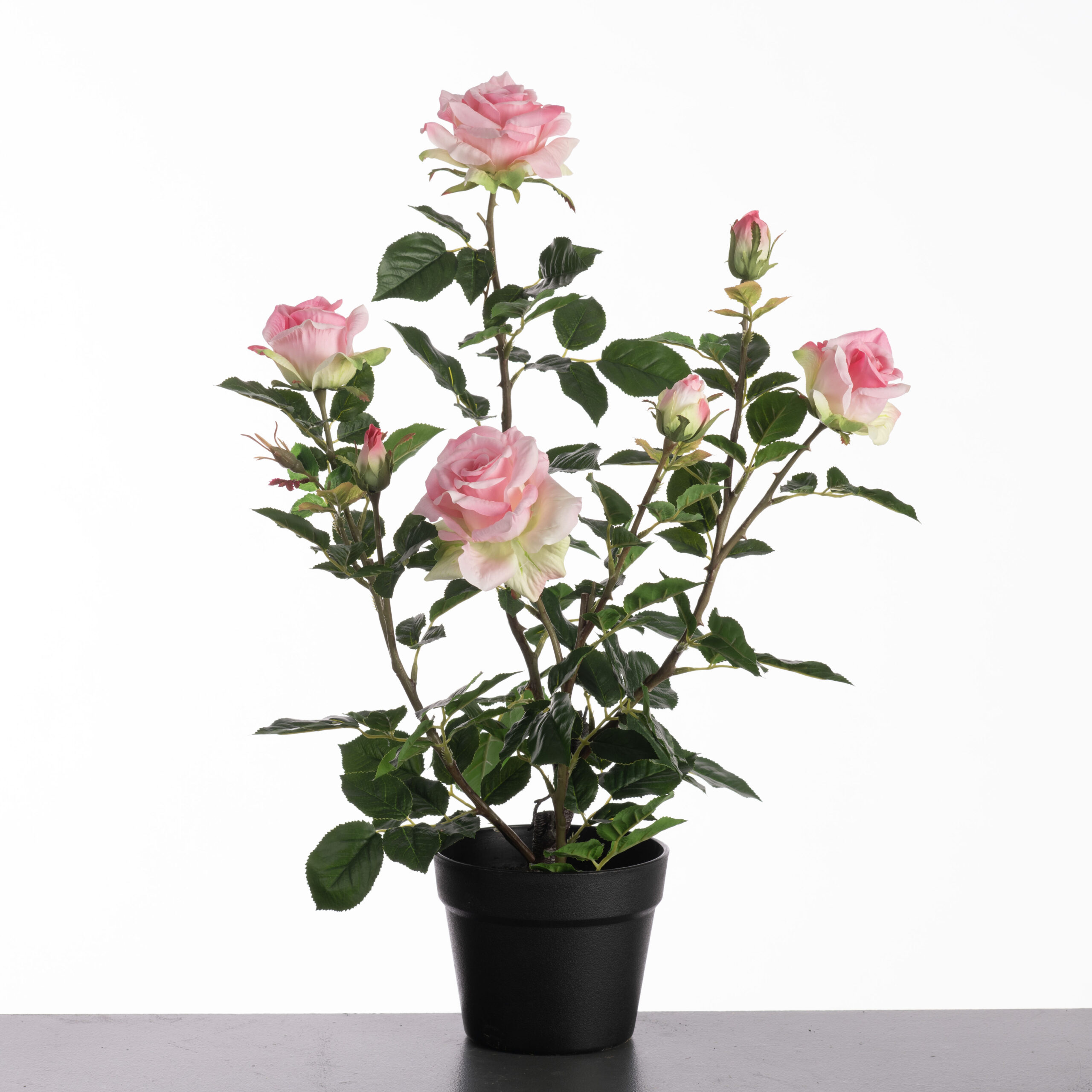 Theeroos super roze 64cm