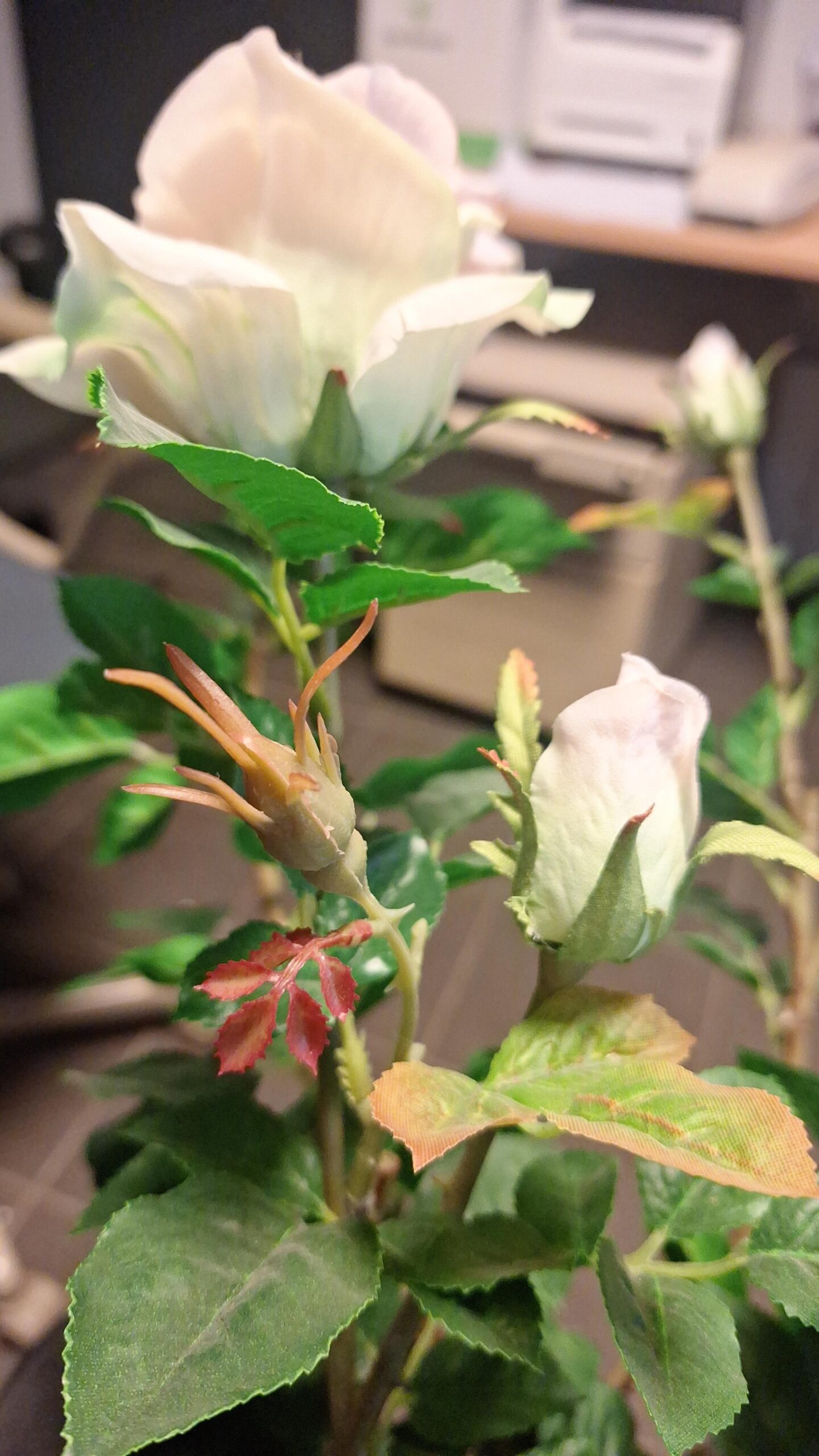 Tea rose super white-pink 64cm