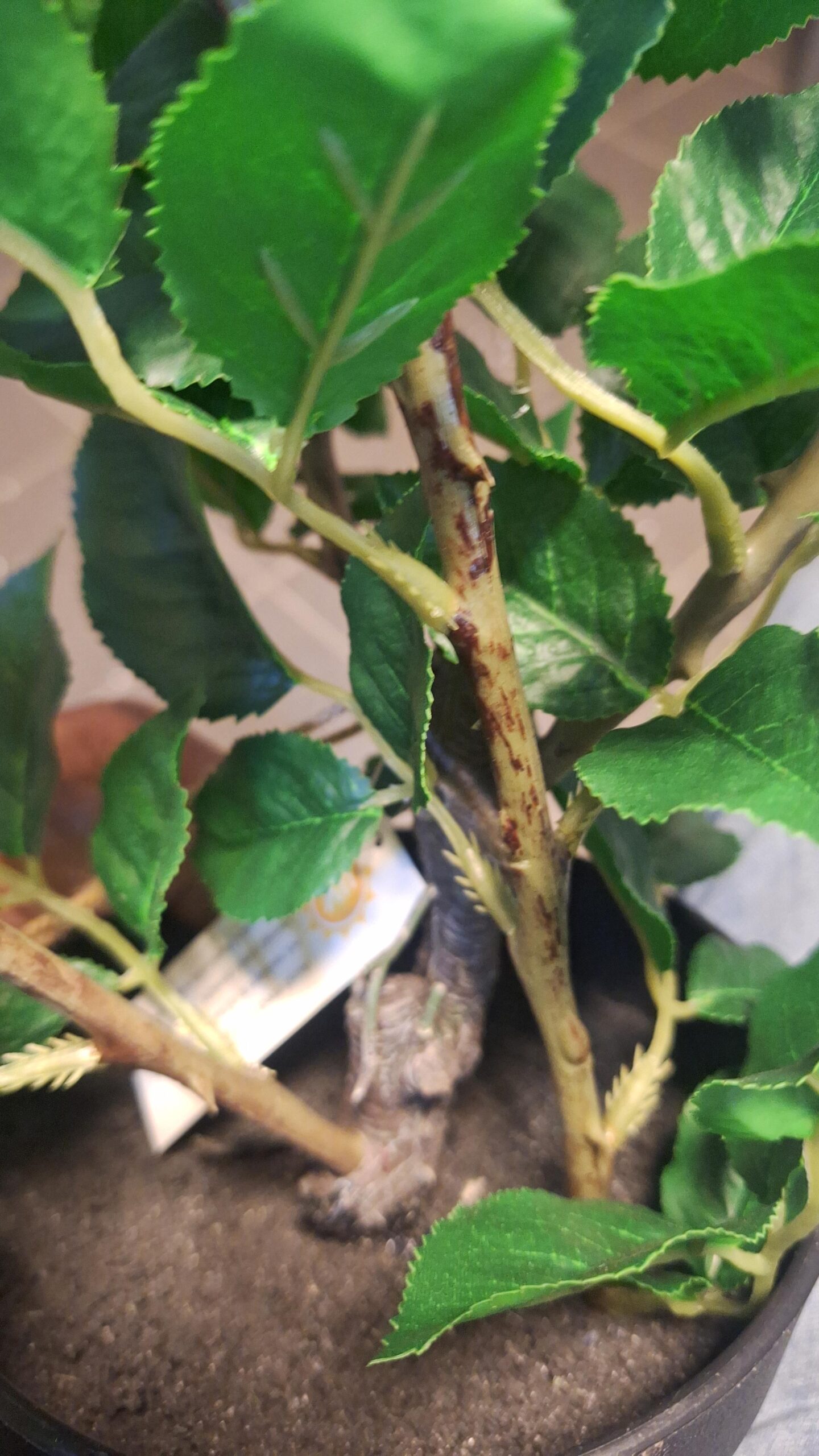 Teerose Super Weinrot 64cm