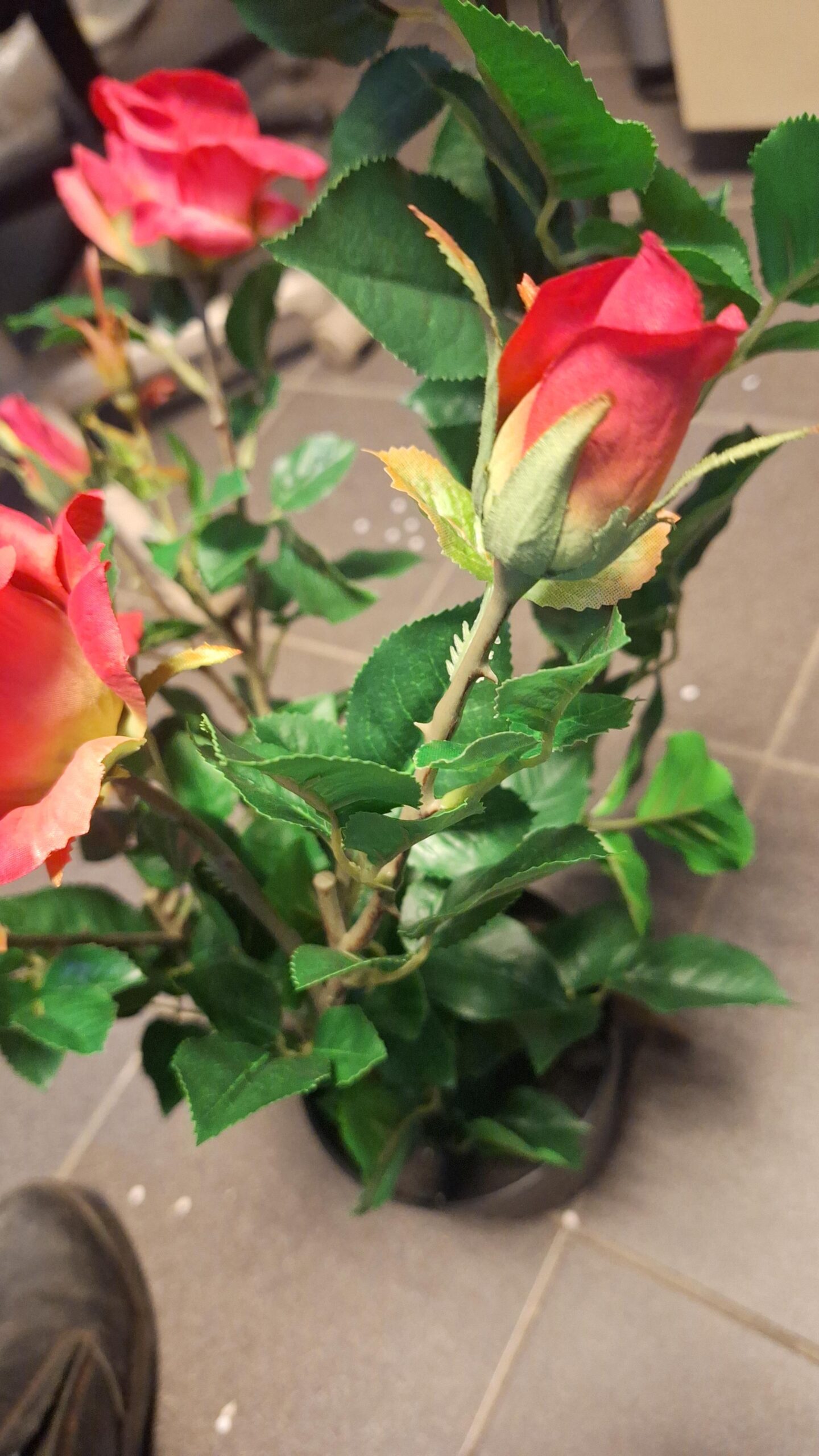 Teerose Superrot 64cm