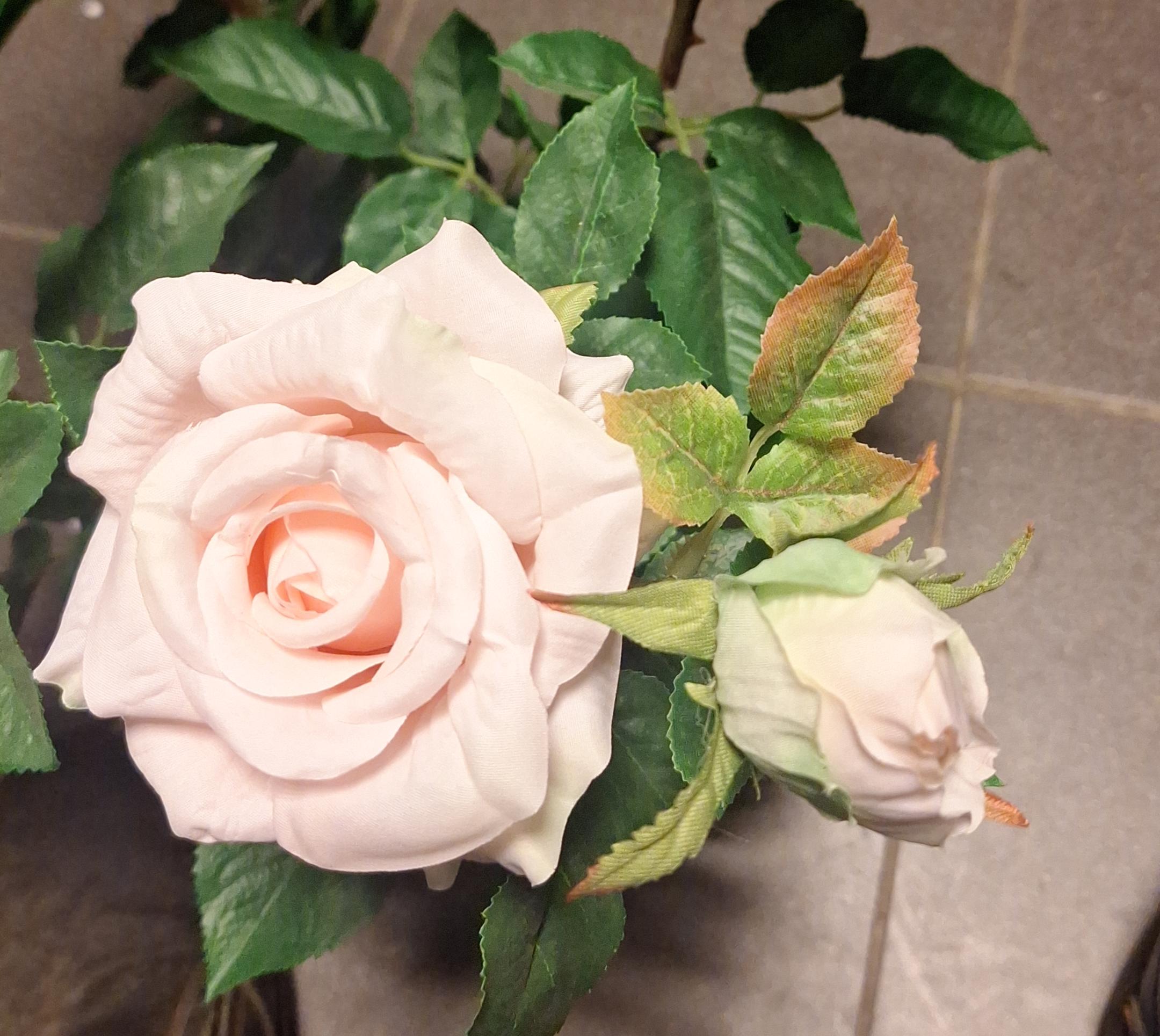 Tea rose super white-pink 64cm