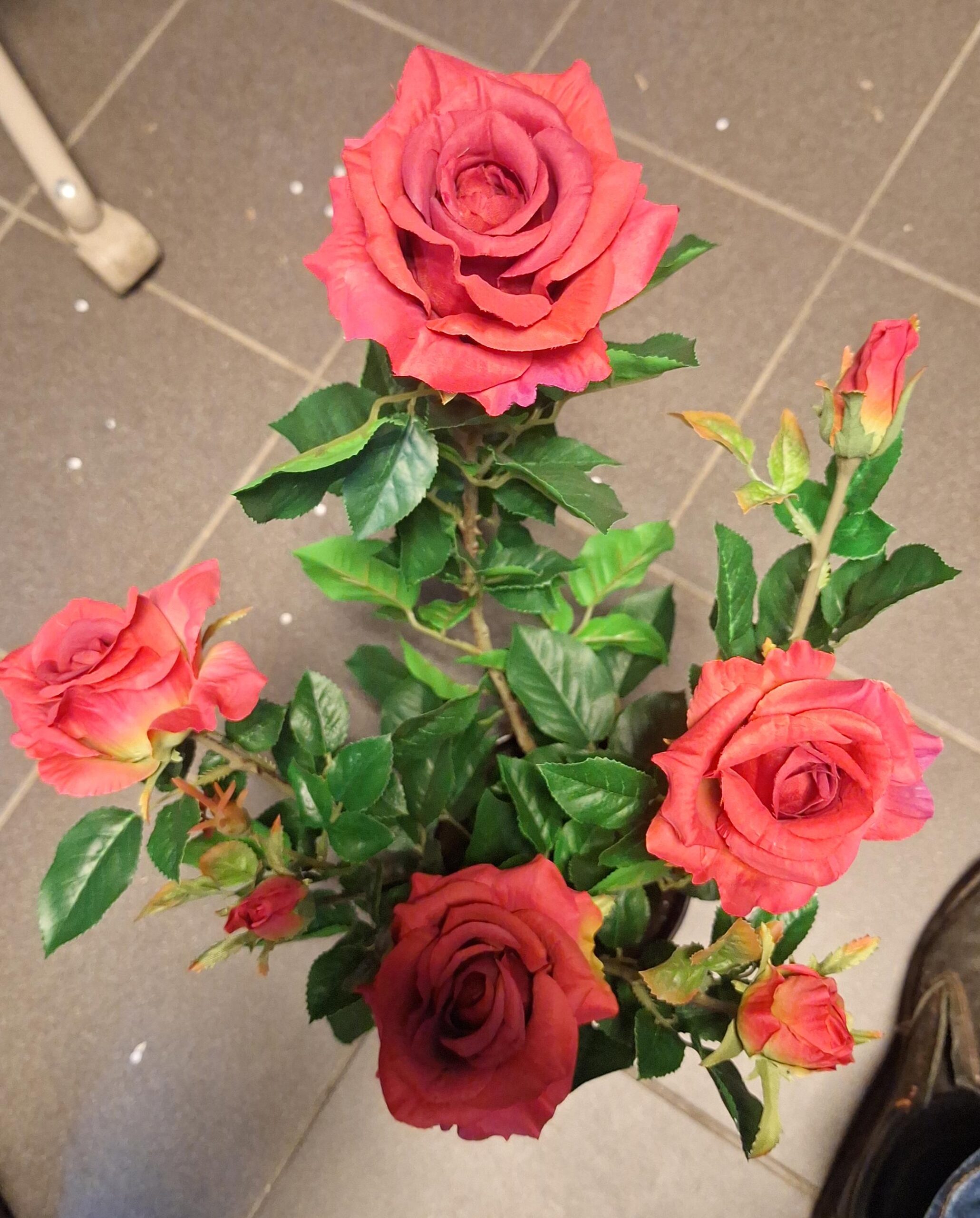 Teerose Superrot 64cm