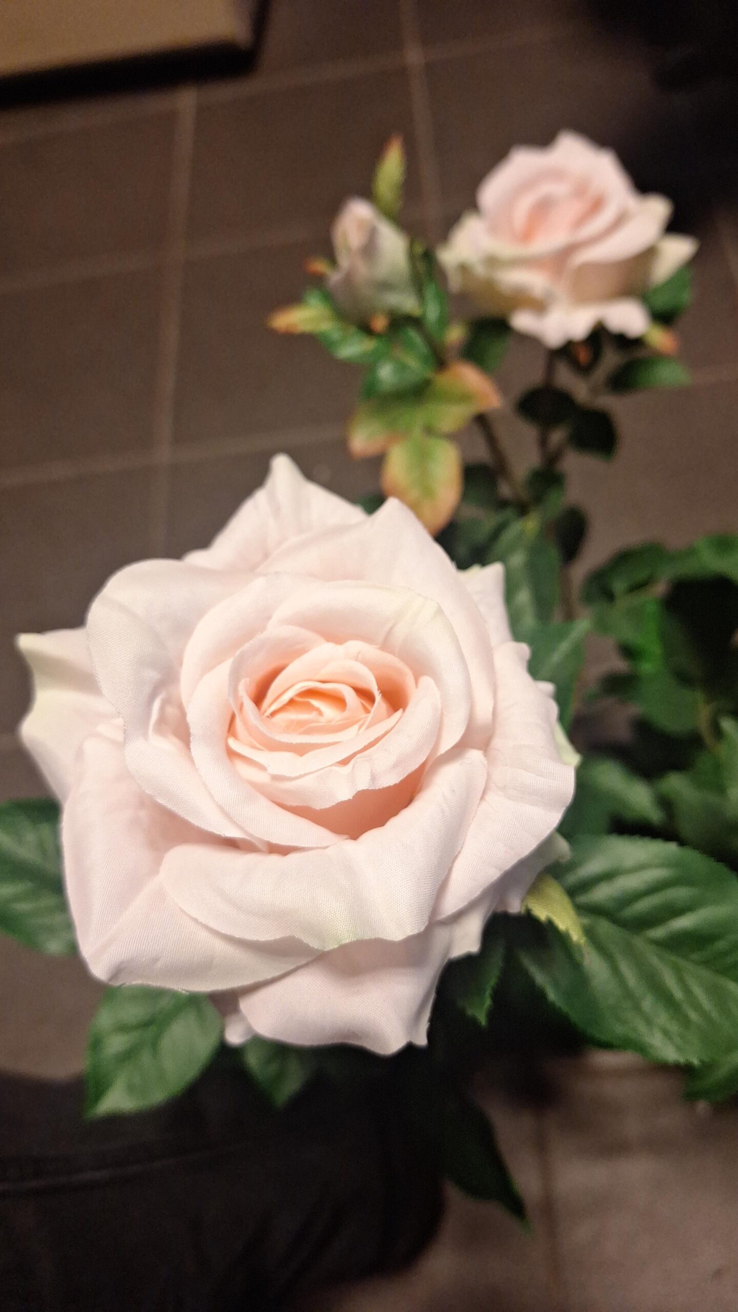 Tea rose super white-pink 64cm