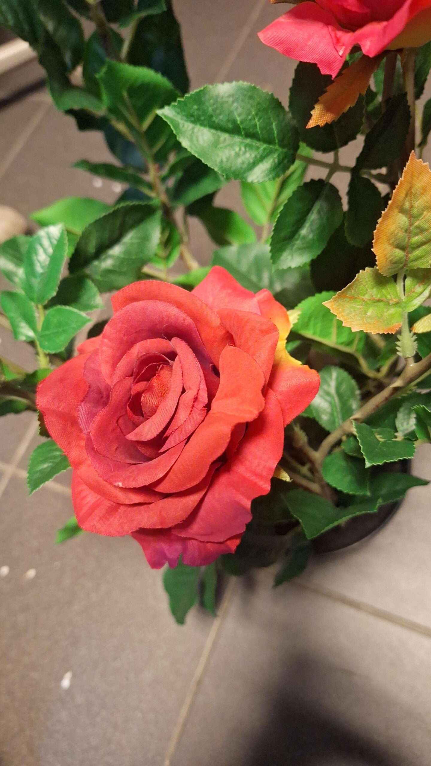 Teerose Superrot 64cm