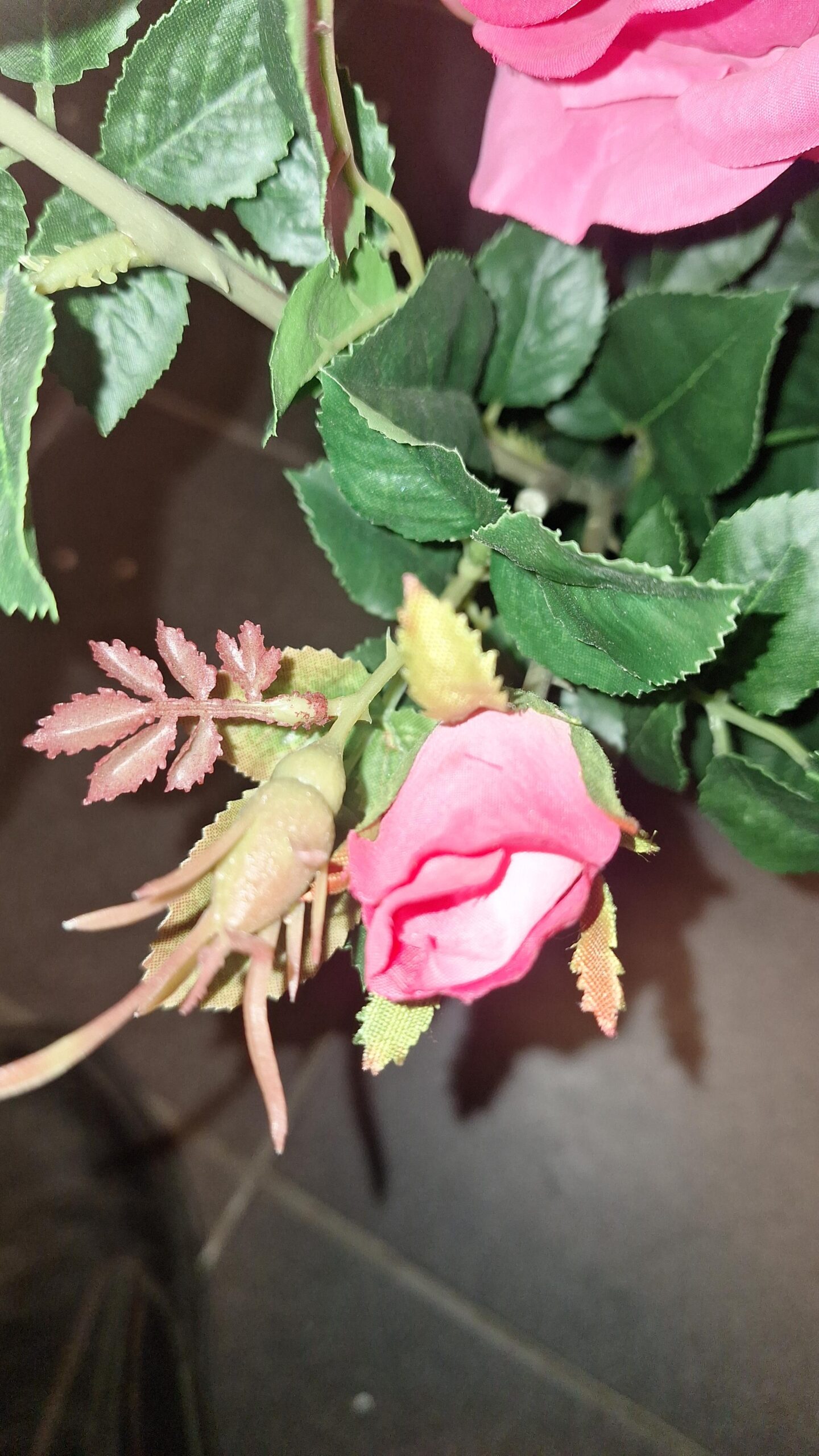 Teerose Super Weinrot 64cm