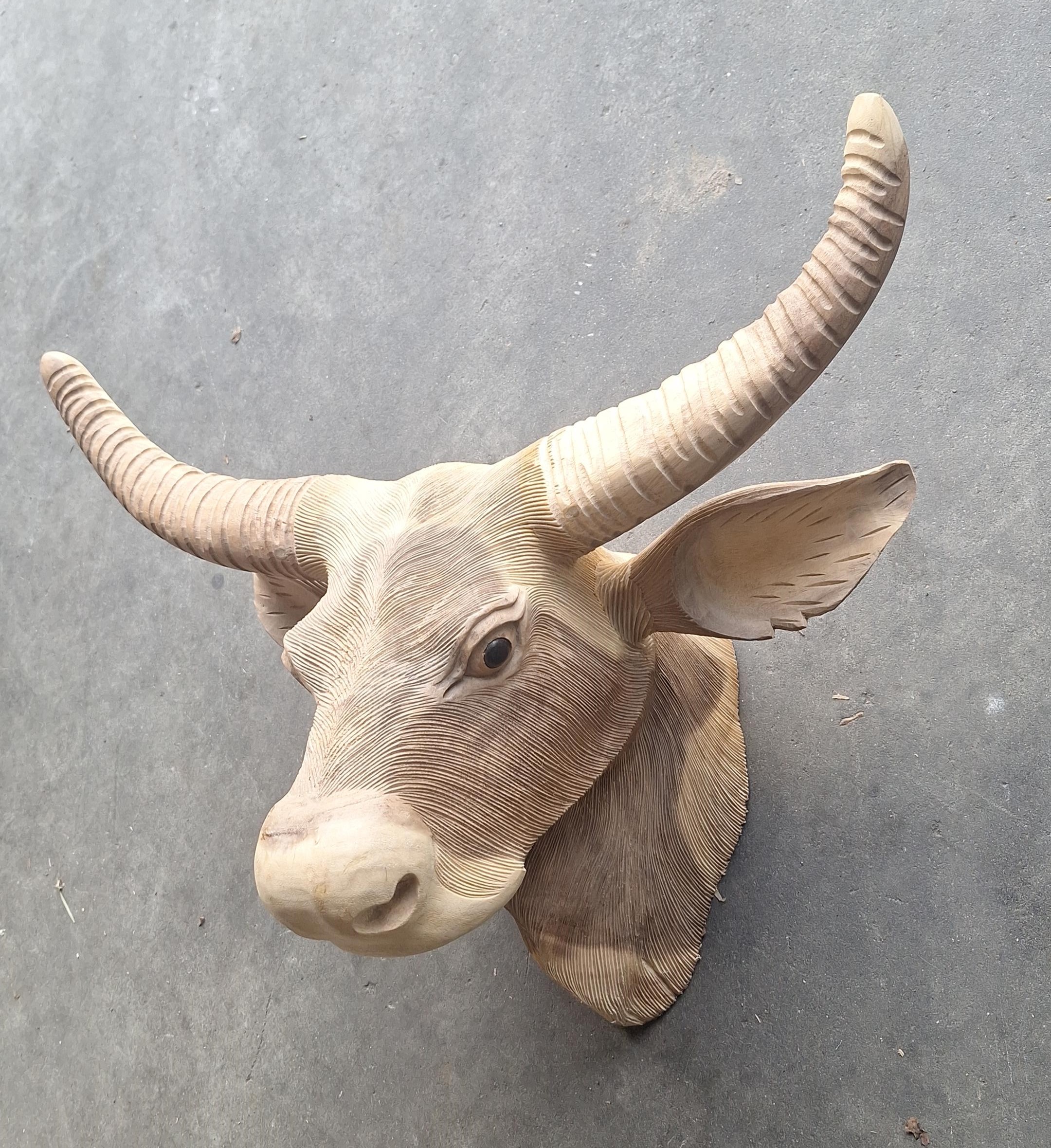 Beeld koeienkop 70cm breed !