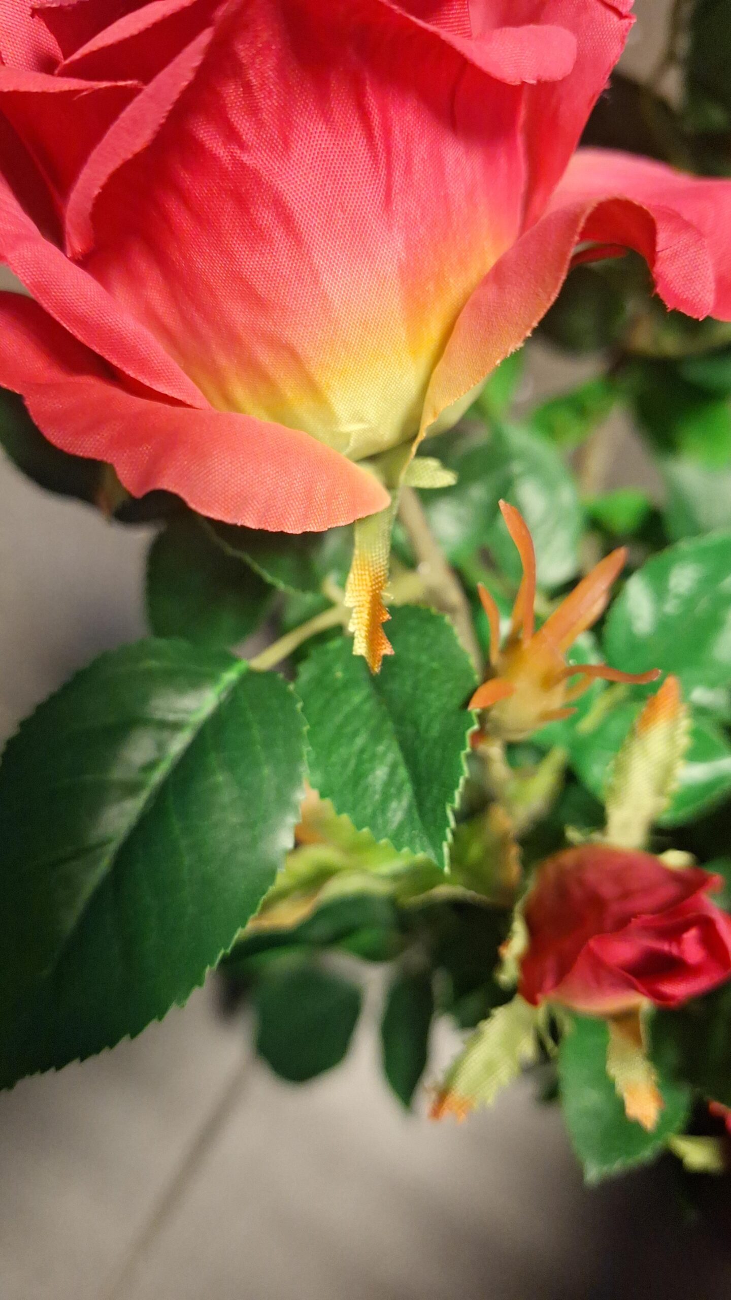 Teerose Superrot 64cm