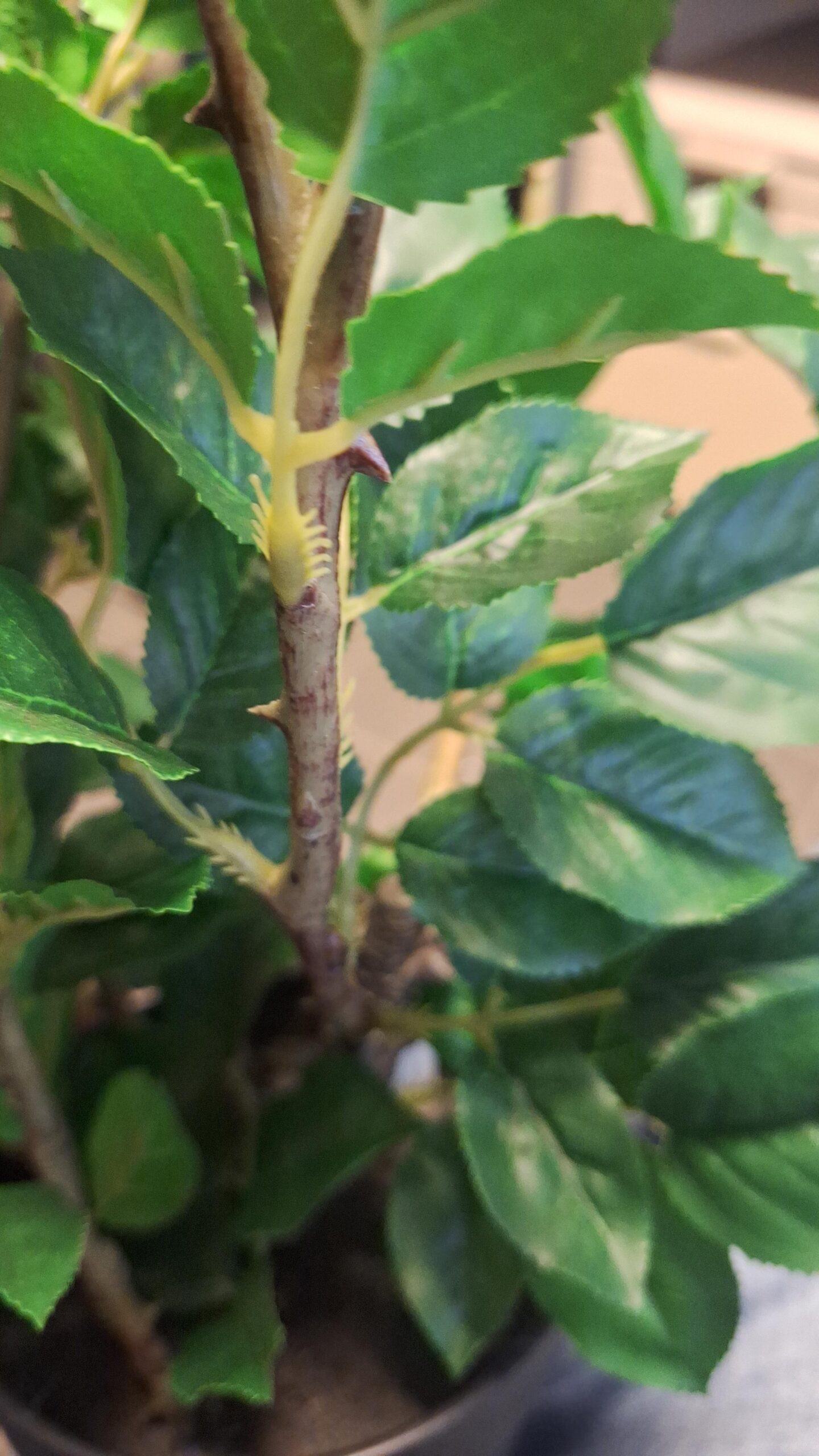 Theeroos super roze 64cm