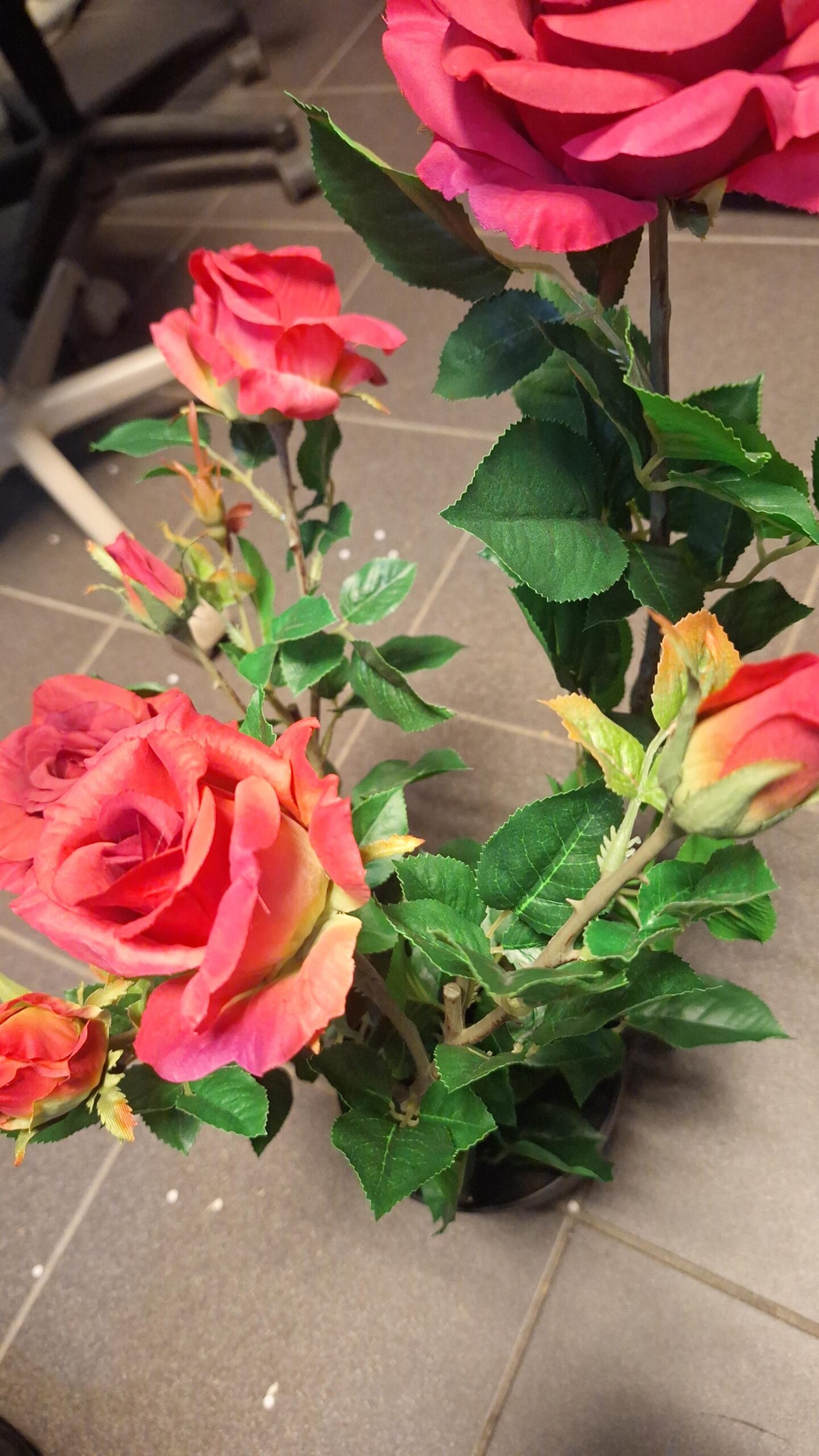 Teerose Superrot 64cm