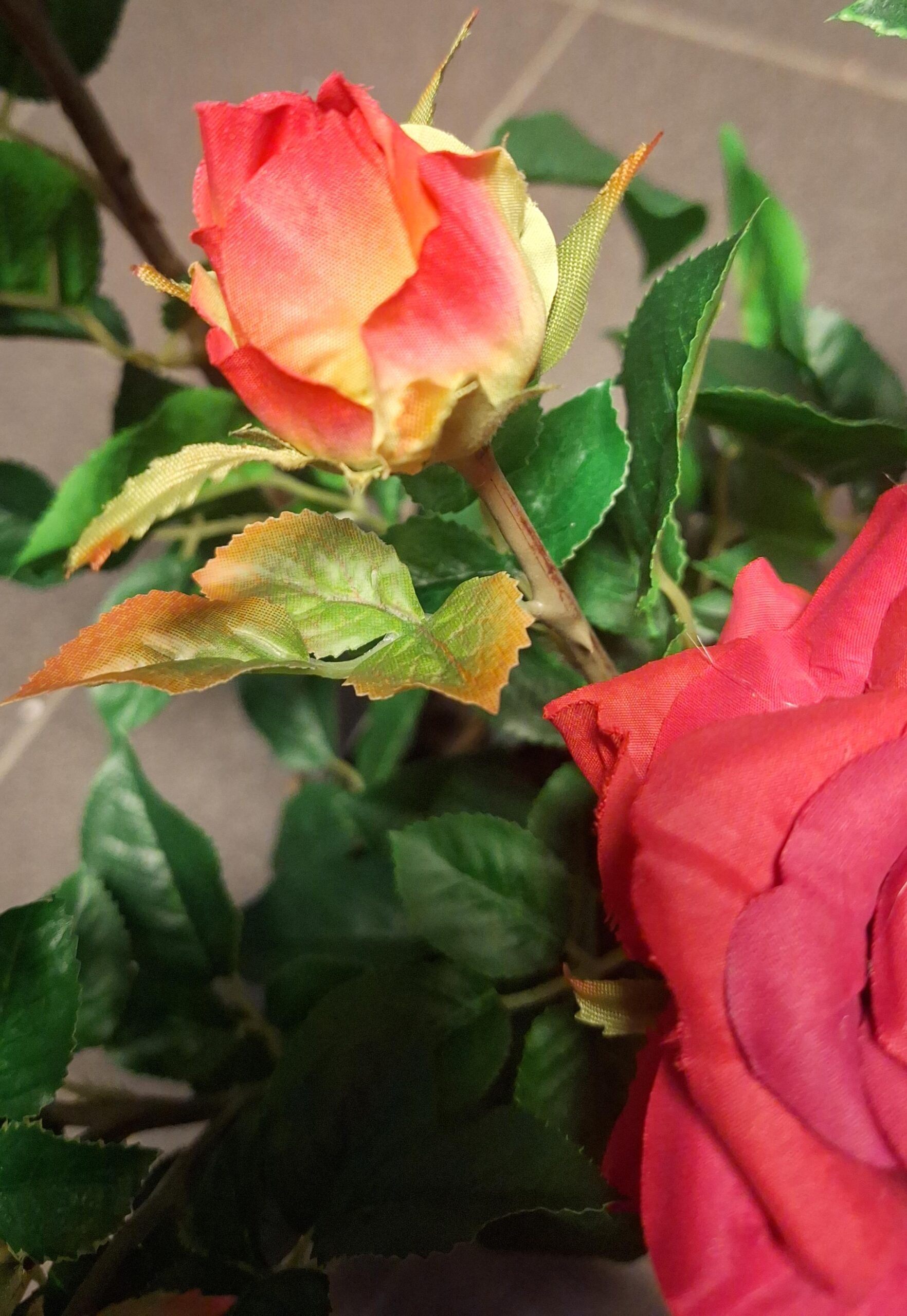 Theeroos super roze 64cm