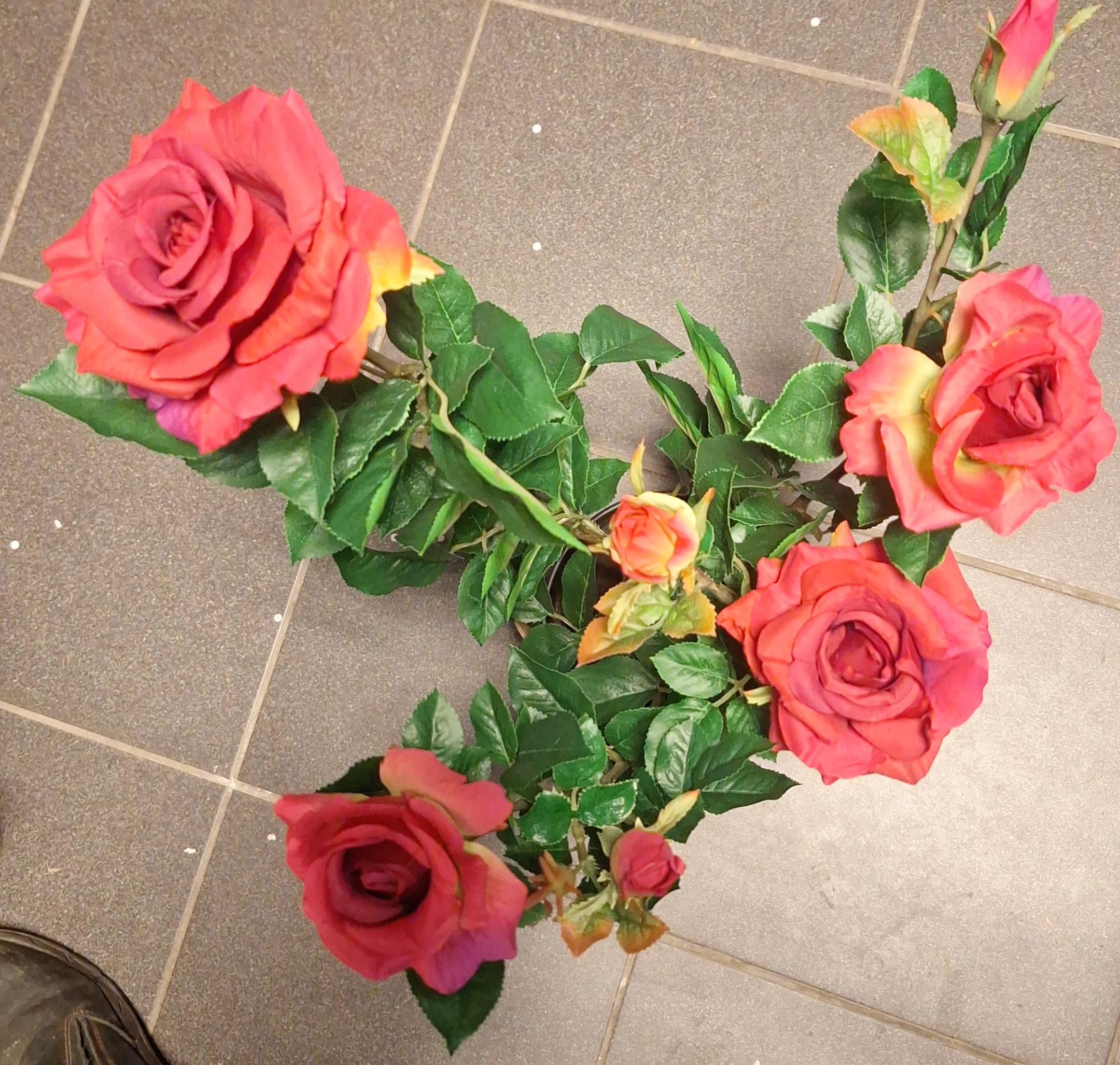 Theeroos super roze 64cm