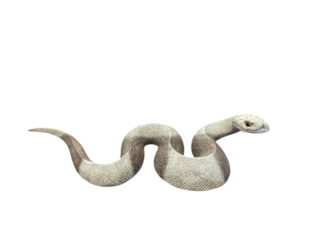 Beeld hout Slang 50cm eliassen.nl