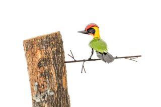 Boomprikker 1 specht groen Eliassen.nl Zimba za403296