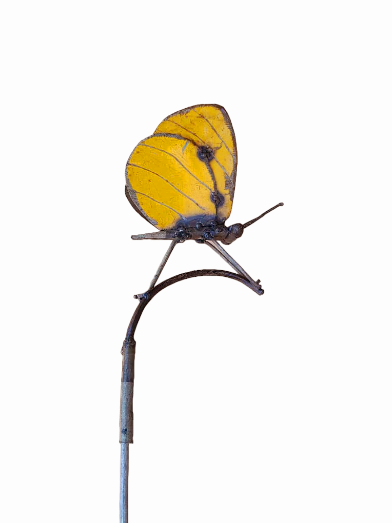 garden stick butterfly large yellow Eliassen.nl Zimba za407638