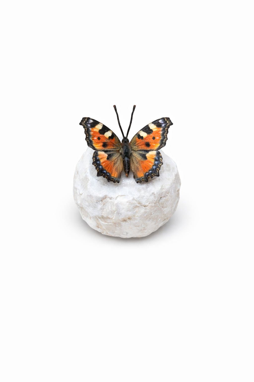 Bronzen beeld op kei Vlinder Dagpauwoog oranje 6cm