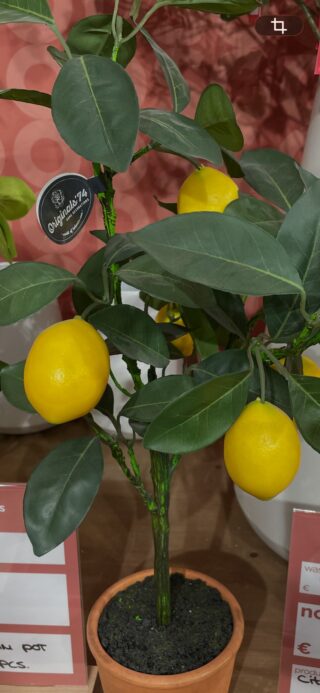 Citrus trees 3 for the price of one !