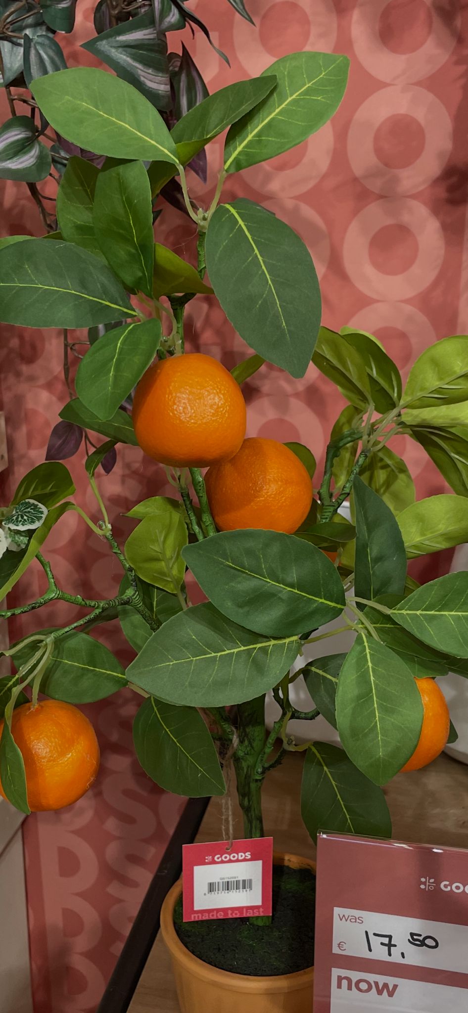 Citrusboompjes 3 stuks voor de prijs van 1 !